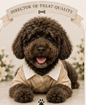 Kuma, a dark brown toy poodle in a little collared shirt, beneath a ribbon reading Director of Treat Quality